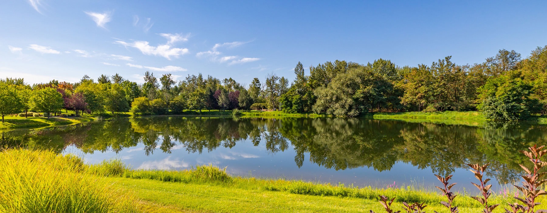 a pond with green grass and trees around it