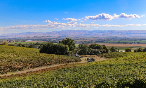 Vineyard in Eagle, ID