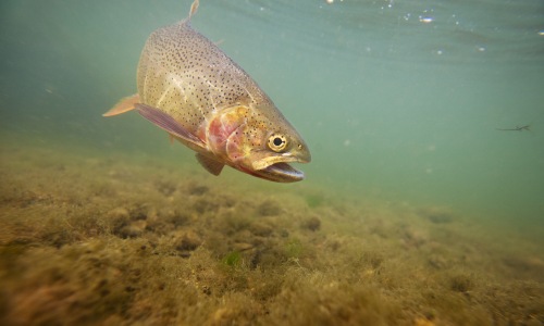 Trout Eagle Idaho Fishing Lake Trout Eagle, Idaho Fishing